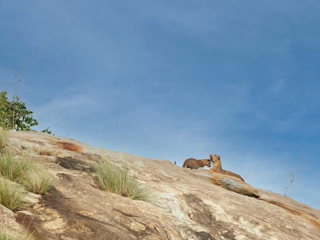 Where Leopards Are A Pedal Away | Nature inFocus