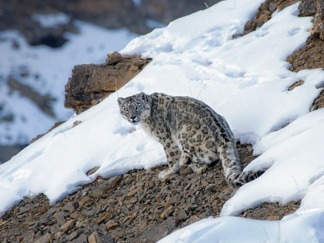 The Grey Eyed Leopard - snow leopard, animals, big cats, felines, cats,  leopards