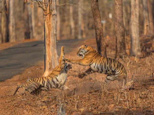 Tadoba Through My Lens | Nature inFocus