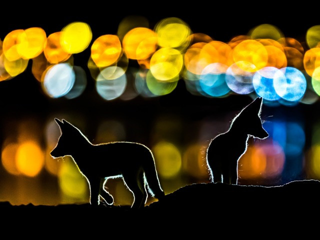 Top 20 Hive Photographs Of 2020 | Nature inFocus