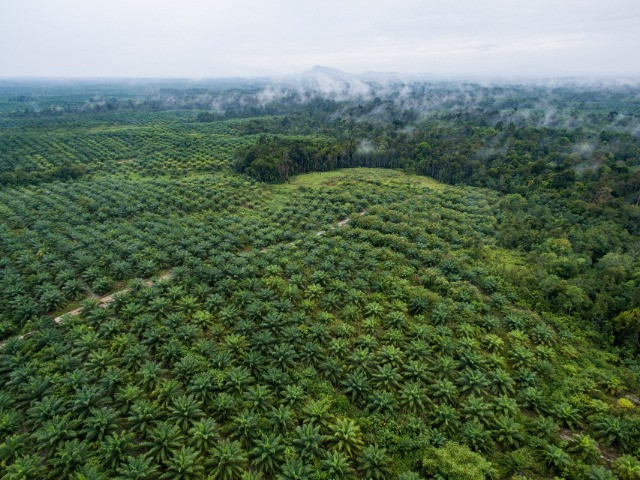 India's Push For Oil Palm Cultivation Despite Environmental And Economic Concerns | Nature inFocus