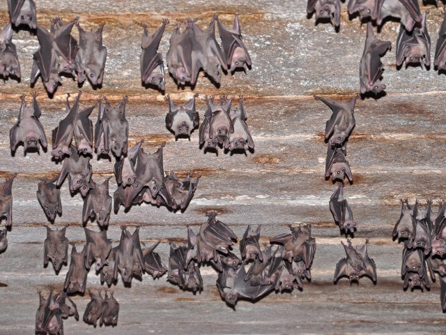 Bats: The Fall From Grace | Nature inFocus