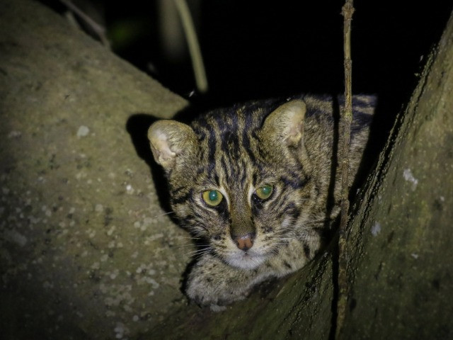 Two Tales Of A Cat | Nature inFocus