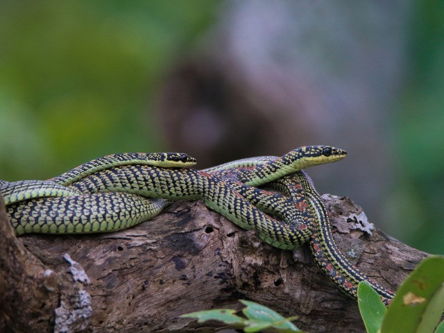 The Curious Mating Ritual Of Ornate Flying Snakes | Nature inFocus