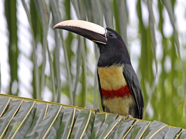 Of Lost Forests And Fruits | Nature inFocus