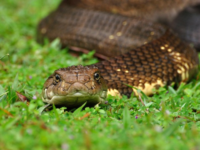 10 Things You Need To Know About The King Cobra | Nature inFocus