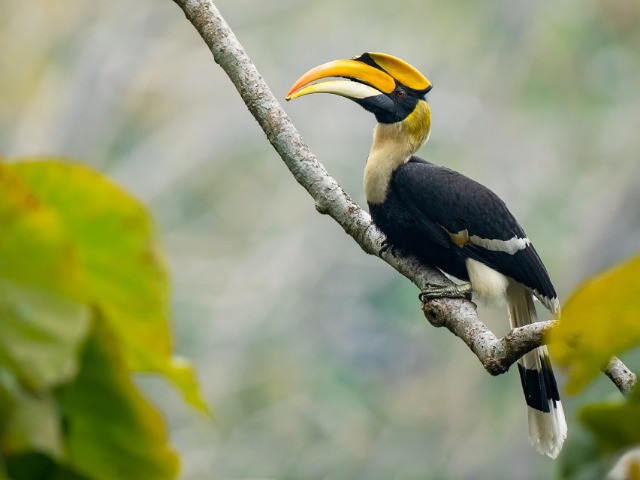 10 Things You Need To Know About Hornbills | Nature inFocus