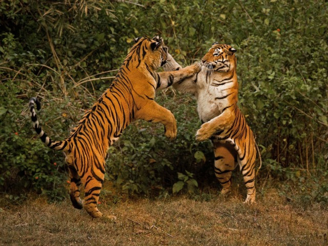 Snapshots From Kanha | Nature inFocus