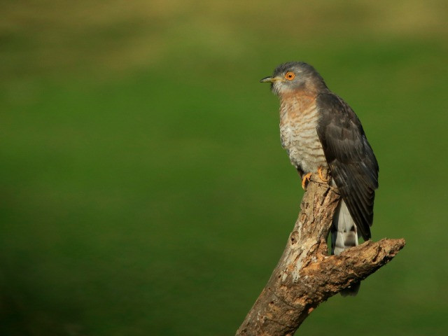 A Mixtape From The Forests Of Central India | Nature inFocus