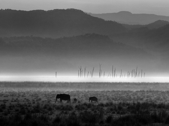 The Role Of Monochrome In Wildlife Photography | Nature inFocus