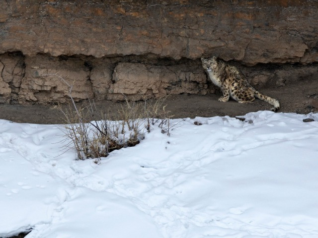 In Pursuit Of The Grey Ghost | Nature inFocus