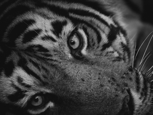 Tackling Tiger Boredom! | Nature inFocus