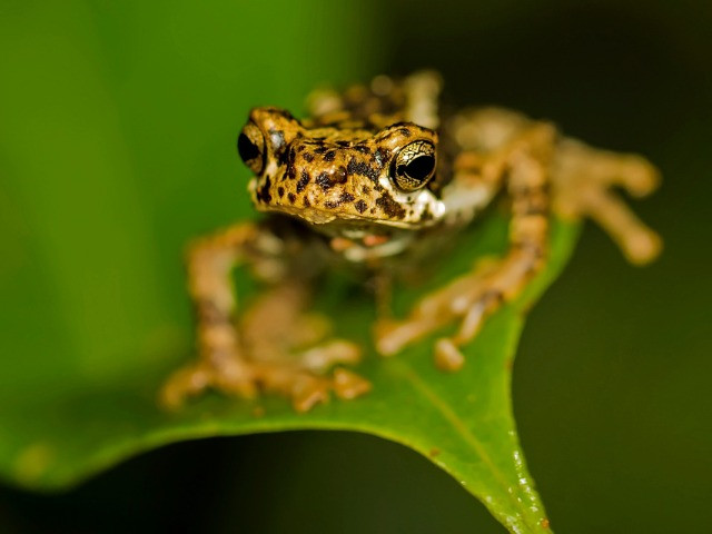 The Malabar Tree Toad Dilemma | Nature inFocus