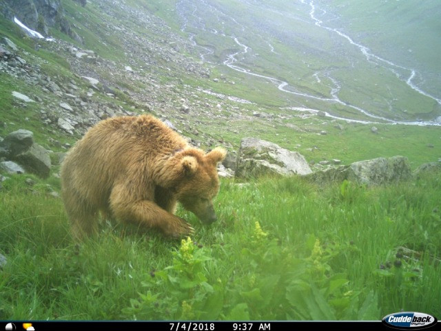 My Unexpected Encounter With A Himalayan Brown Bear | Nature inFocus