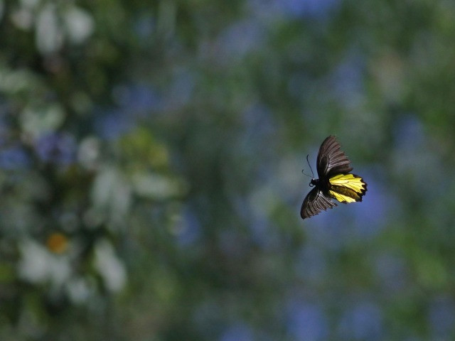 APU - II | Nature inFocus