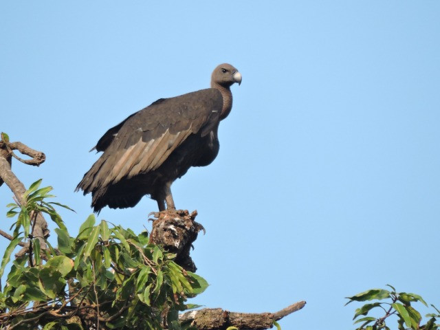 Saving Maharashtra's Vultures From Extinction | Nature inFocus