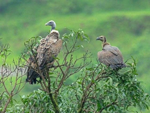 A Birdwatcher's Guide To Nashik | Nature inFocus