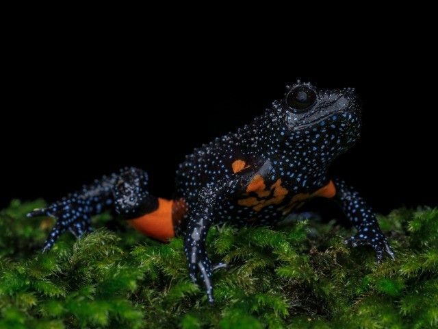 Munnar: South India's Herping Haven | Nature inFocus