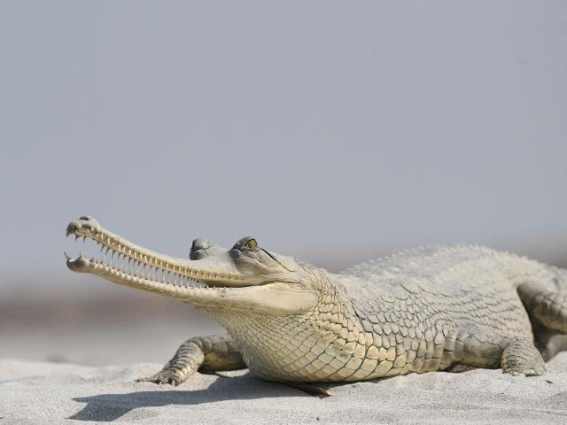 The Crocodiles Of India | Nature inFocus