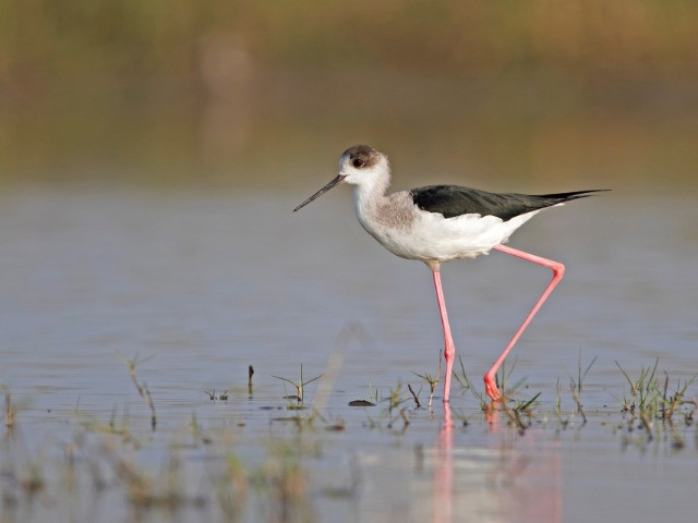 The Dual Life Of Kaliveli Wetlands | Nature inFocus