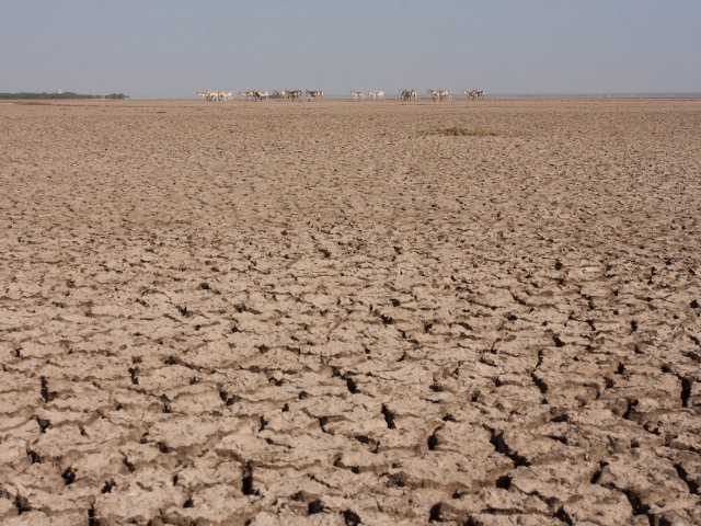 Little Rann of Kutch | Nature inFocus