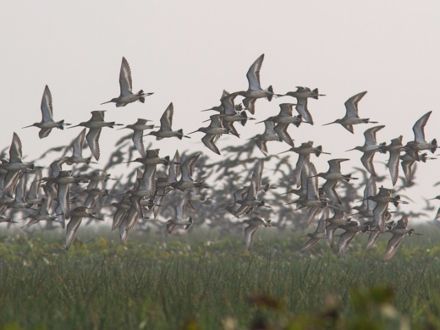 10 Places To Go Birding This Winter | Nature inFocus