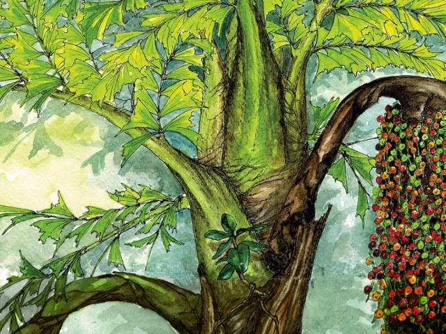The Secret Life Of Canopies - The Fishtail Palm | Nature inFocus
