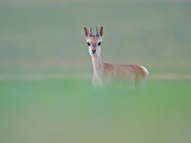Mind And Frame: Photographing A Rare Species | Nature inFocus