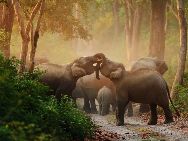 Dhikala | Nature inFocus