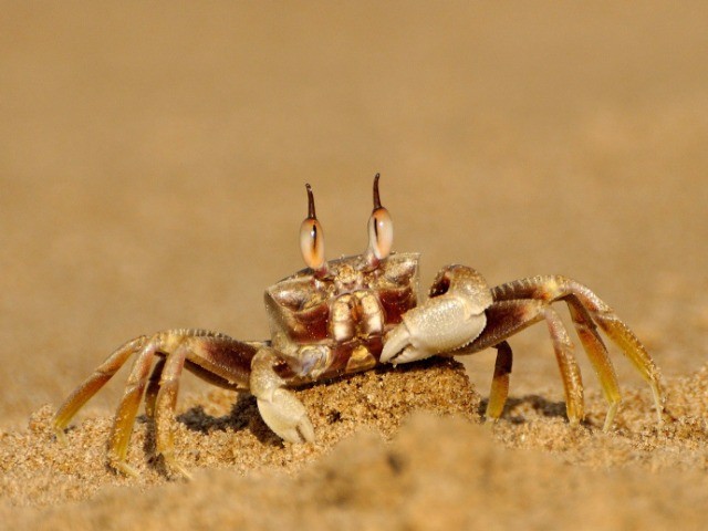 Crabs of Karwar | Nature inFocus