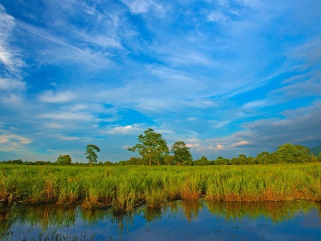 The Hidden Wealth Of Grasslands | Nature inFocus