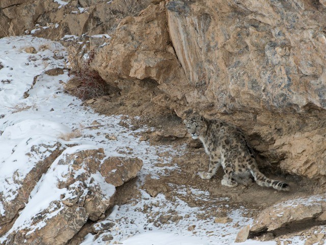 The Grey Ghost Of The Himalayas | Nature inFocus
