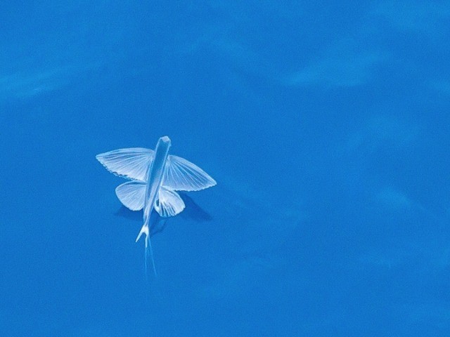 It’s A Bird, It’s A Plane...It’s A Flying Fish! | Nature inFocus