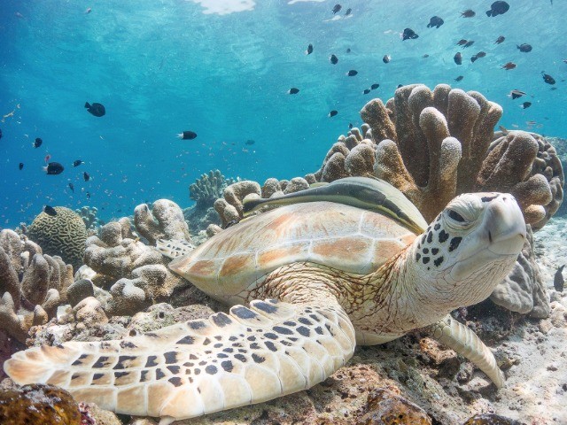 Shell I Compare Thee? | Nature inFocus
