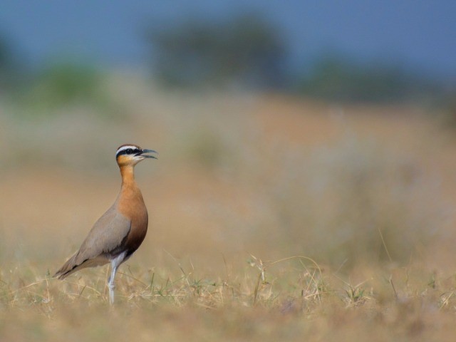 Birds Of A Different Feather | Nature inFocus