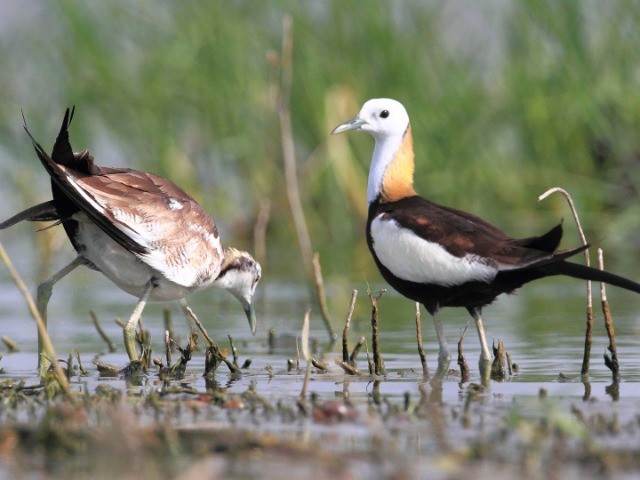 Top 8 Places To Go Birdwatching – Hyderabad | Nature inFocus