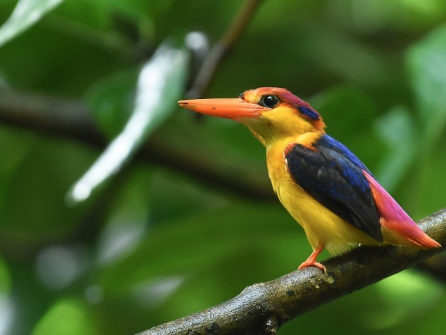 Notes From A Kitchen Window | Nature inFocus