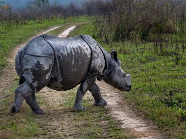 Manas National Park | Nature inFocus