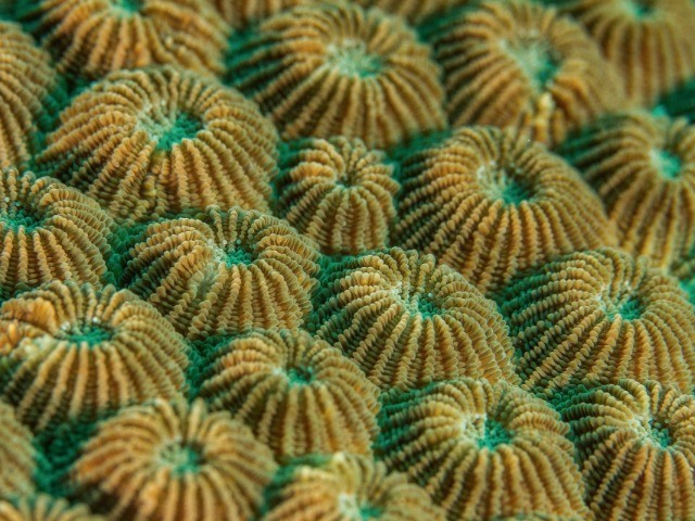 Pitter Patterns | Nature inFocus