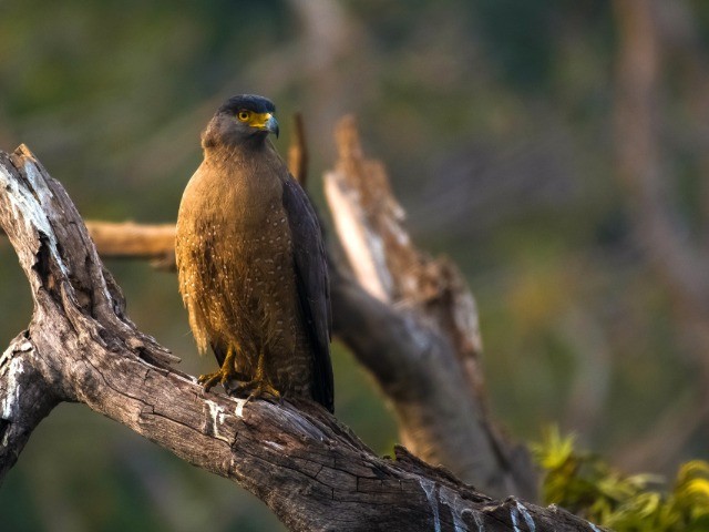 Tungareshwar | Nature inFocus