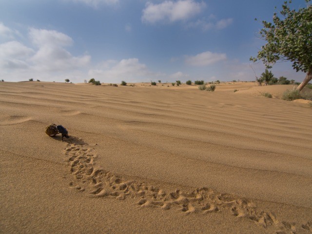 Desert National Park | Nature inFocus