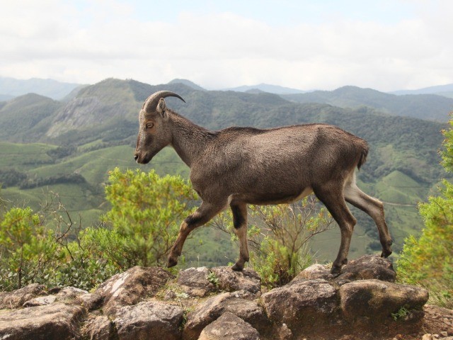 Tahrs In Danger | Nature inFocus