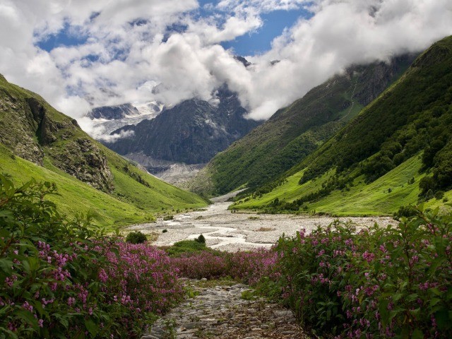 The Valley Of Flowers | Nature inFocus