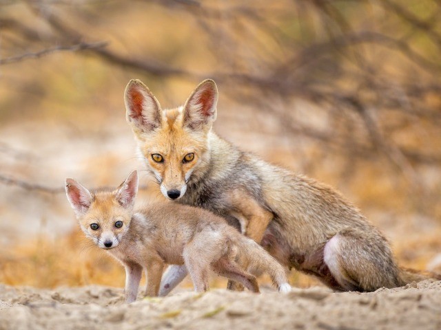 The Wild Nation - Deserts and Grasslands | Nature inFocus