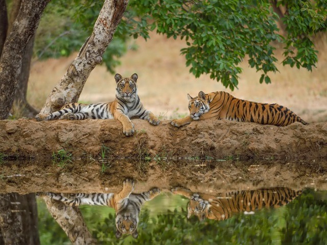 The Wild Nation - Deciduous Forests | Nature inFocus