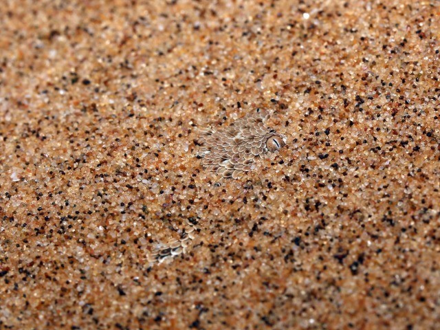 Eye Spy | Nature inFocus