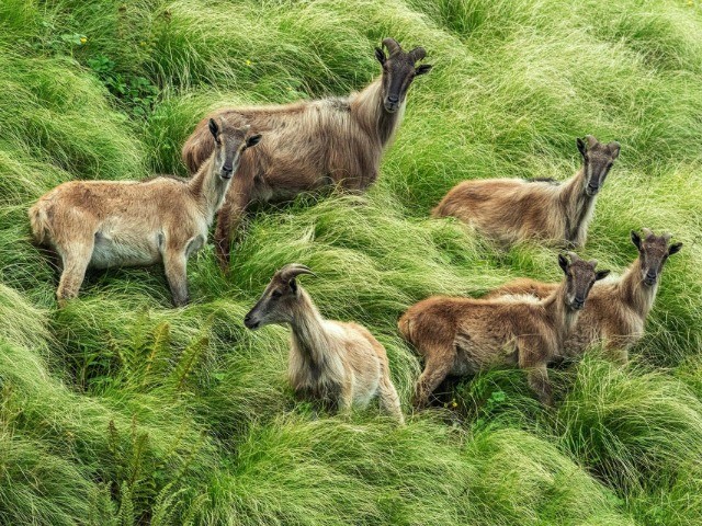 In Danger | Nature inFocus