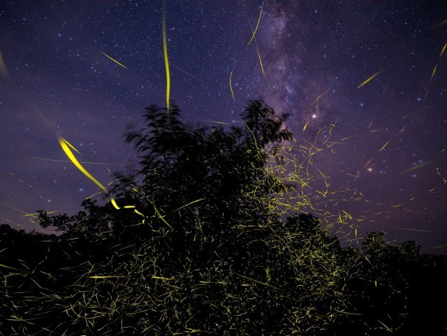 A Light From The Shadows Shall Spring | Nature inFocus