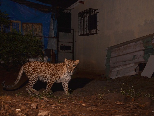 Out Of The Wild | Nature inFocus