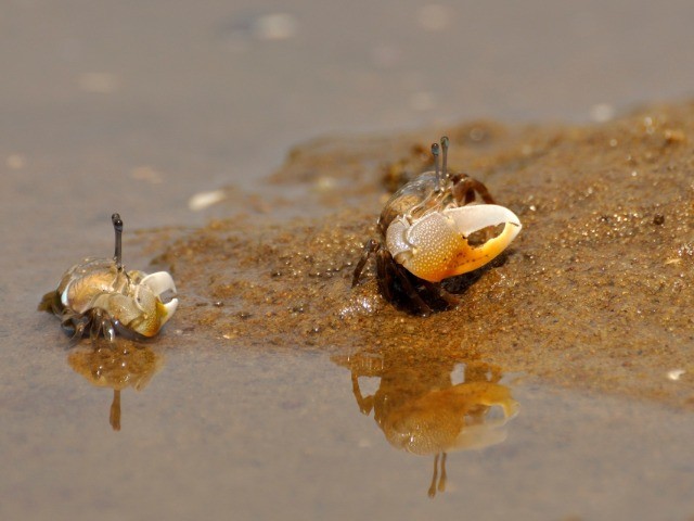 Renewed Shall Be Blade That Was Broken | Nature inFocus